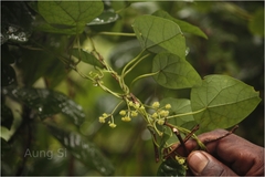 Stephania japonica